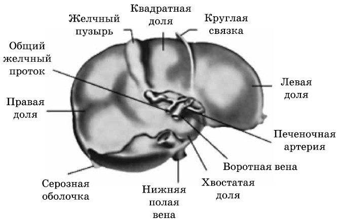 Очищение печени и почек Очищение печени и почек