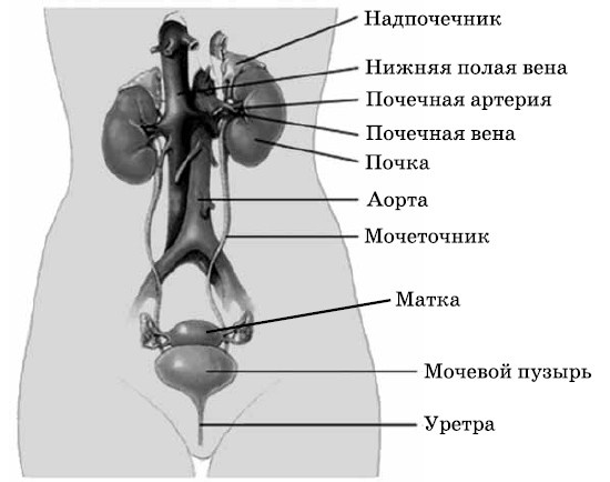 Очищение печени и почек Очищение печени и почек