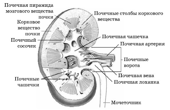 Очищение печени и почек Очищение печени и почек