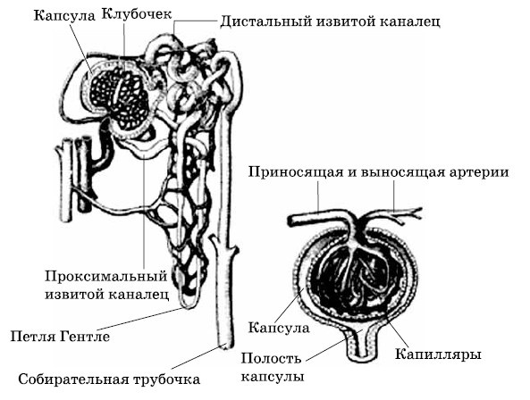 Очищение печени и почек Очищение печени и почек