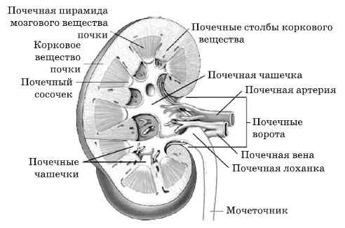 Чистка печени и почек. Современные и традиционные методы Чистка печени и почек. Современные и традиционные методы