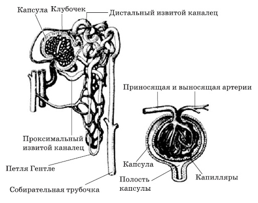 Чистка печени и почек. Современные и традиционные методы Чистка печени и почек. Современные и традиционные методы