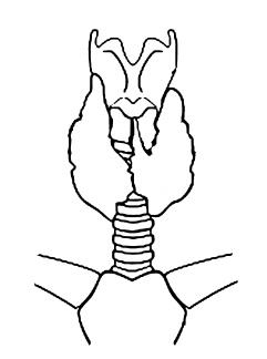 Ложка йода для щитовидной железы Ложка йода для щитовидной железы