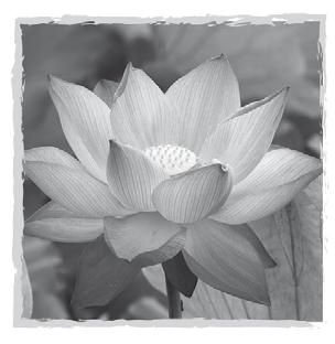 Живите долго! Рецепты Аюрведы для здоровья и долголетия Живите долго! Рецепты Аюрведы для здоровья и долголетия