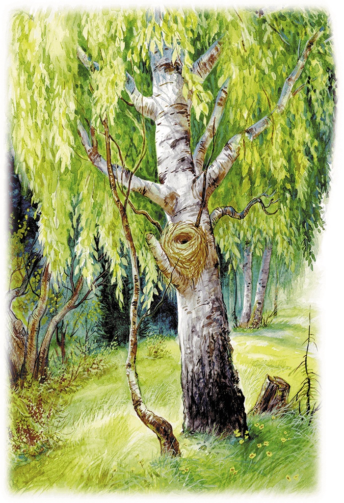 Лесной голосок (сборник) Лесной голосок (сборник)