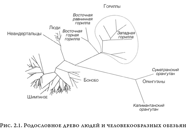 На заре человечества. Неизвестная история наших предков На заре человечества. Неизвестная история наших предков