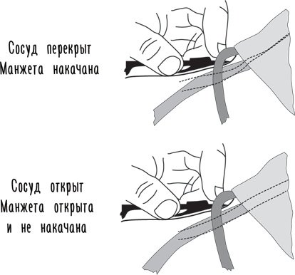 Тук-тук, сердце! Как подружиться с самым неутомимым органом и что будет, если этого не сделать Тук-тук, сердце! Как подружиться с самым неутомимым органом и что будет, если этого не сделать