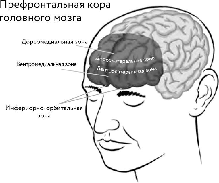 Восходящая спираль. Как нейрофизиология помогает справиться с негативом и депрессией – шаг за шагом Восходящая спираль. Как нейрофизиология помогает справиться с негативом и депрессией – шаг за шагом