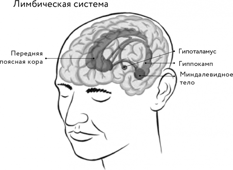 Восходящая спираль. Как нейрофизиология помогает справиться с негативом и депрессией – шаг за шагом Восходящая спираль. Как нейрофизиология помогает справиться с негативом и депрессией – шаг за шагом