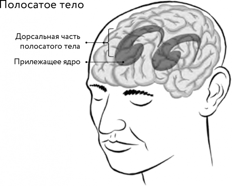 Восходящая спираль. Как нейрофизиология помогает справиться с негативом и депрессией – шаг за шагом Восходящая спираль. Как нейрофизиология помогает справиться с негативом и депрессией – шаг за шагом