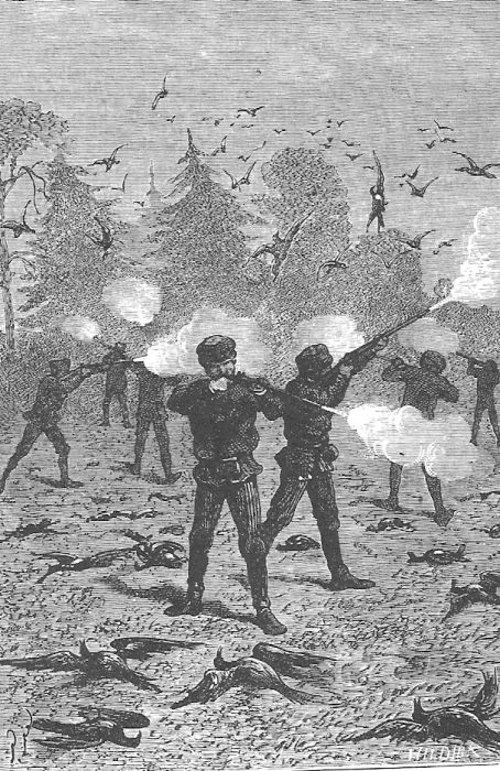 В стране мехов В стране мехов