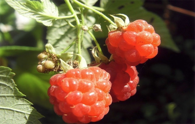 Високосный, 2008 год Високосный, 2008 год