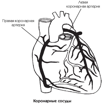 Заболевания сердца и сосудов. Профилактика и лечение Заболевания сердца и сосудов. Профилактика и лечение