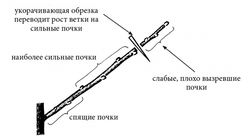 Сад без нервов. Обрезка и подкормка Сад без нервов. Обрезка и подкормка