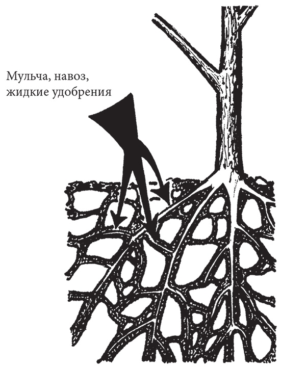 Самая полезная настольная книга садовода и огородника Самая полезная настольная книга садовода и огородника