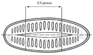 Всё о семенах овощных культур Всё о семенах овощных культур