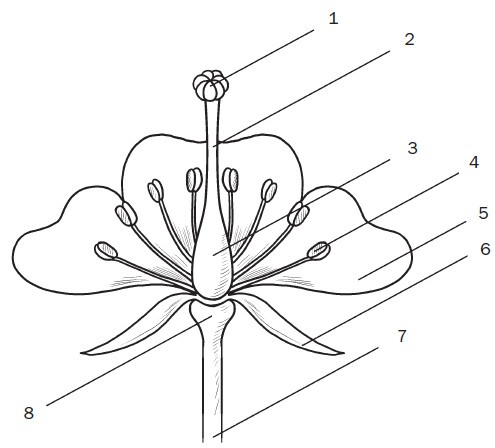 Комнатные деревья и кустарники: лимон, вишня, гранат, можжевельник, акация, жасмин и многие другие Комнатные деревья и кустарники: лимон, вишня, гранат, можжевельник, акация, жасмин и многие другие
