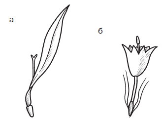 Комнатные деревья и кустарники: лимон, вишня, гранат, можжевельник, акация, жасмин и многие другие Комнатные деревья и кустарники: лимон, вишня, гранат, можжевельник, акация, жасмин и многие другие