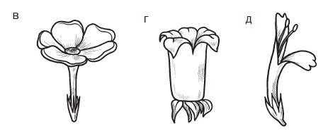Комнатные деревья и кустарники: лимон, вишня, гранат, можжевельник, акация, жасмин и многие другие Комнатные деревья и кустарники: лимон, вишня, гранат, можжевельник, акация, жасмин и многие другие