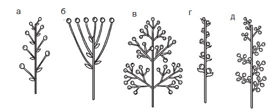 Комнатные деревья и кустарники: лимон, вишня, гранат, можжевельник, акация, жасмин и многие другие Комнатные деревья и кустарники: лимон, вишня, гранат, можжевельник, акация, жасмин и многие другие