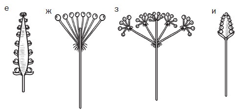 Комнатные деревья и кустарники: лимон, вишня, гранат, можжевельник, акация, жасмин и многие другие Комнатные деревья и кустарники: лимон, вишня, гранат, можжевельник, акация, жасмин и многие другие