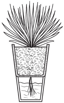 Комнатные деревья и кустарники: лимон, вишня, гранат, можжевельник, акация, жасмин и многие другие Комнатные деревья и кустарники: лимон, вишня, гранат, можжевельник, акация, жасмин и многие другие