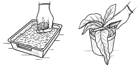 Комнатные деревья и кустарники: лимон, вишня, гранат, можжевельник, акация, жасмин и многие другие Комнатные деревья и кустарники: лимон, вишня, гранат, можжевельник, акация, жасмин и многие другие