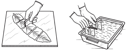 Комнатные деревья и кустарники: лимон, вишня, гранат, можжевельник, акация, жасмин и многие другие Комнатные деревья и кустарники: лимон, вишня, гранат, можжевельник, акация, жасмин и многие другие