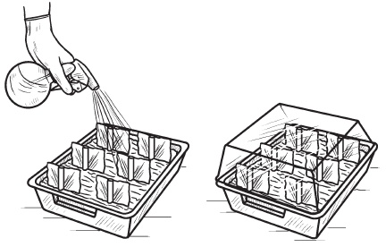 Комнатные деревья и кустарники: лимон, вишня, гранат, можжевельник, акация, жасмин и многие другие Комнатные деревья и кустарники: лимон, вишня, гранат, можжевельник, акация, жасмин и многие другие