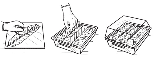 Комнатные деревья и кустарники: лимон, вишня, гранат, можжевельник, акация, жасмин и многие другие Комнатные деревья и кустарники: лимон, вишня, гранат, можжевельник, акация, жасмин и многие другие