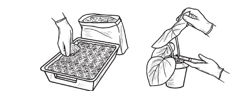 Комнатные деревья и кустарники: лимон, вишня, гранат, можжевельник, акация, жасмин и многие другие Комнатные деревья и кустарники: лимон, вишня, гранат, можжевельник, акация, жасмин и многие другие