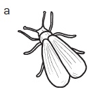Комнатные деревья и кустарники: лимон, вишня, гранат, можжевельник, акация, жасмин и многие другие Комнатные деревья и кустарники: лимон, вишня, гранат, можжевельник, акация, жасмин и многие другие