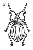 Комнатные деревья и кустарники: лимон, вишня, гранат, можжевельник, акация, жасмин и многие другие Комнатные деревья и кустарники: лимон, вишня, гранат, можжевельник, акация, жасмин и многие другие