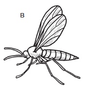Комнатные деревья и кустарники: лимон, вишня, гранат, можжевельник, акация, жасмин и многие другие Комнатные деревья и кустарники: лимон, вишня, гранат, можжевельник, акация, жасмин и многие другие