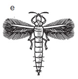 Комнатные деревья и кустарники: лимон, вишня, гранат, можжевельник, акация, жасмин и многие другие Комнатные деревья и кустарники: лимон, вишня, гранат, можжевельник, акация, жасмин и многие другие