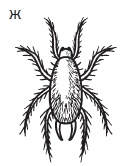 Комнатные деревья и кустарники: лимон, вишня, гранат, можжевельник, акация, жасмин и многие другие Комнатные деревья и кустарники: лимон, вишня, гранат, можжевельник, акация, жасмин и многие другие