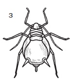 Комнатные деревья и кустарники: лимон, вишня, гранат, можжевельник, акация, жасмин и многие другие Комнатные деревья и кустарники: лимон, вишня, гранат, можжевельник, акация, жасмин и многие другие