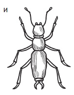 Комнатные деревья и кустарники: лимон, вишня, гранат, можжевельник, акация, жасмин и многие другие Комнатные деревья и кустарники: лимон, вишня, гранат, можжевельник, акация, жасмин и многие другие