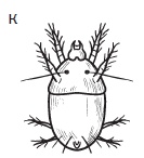 Комнатные деревья и кустарники: лимон, вишня, гранат, можжевельник, акация, жасмин и многие другие Комнатные деревья и кустарники: лимон, вишня, гранат, можжевельник, акация, жасмин и многие другие