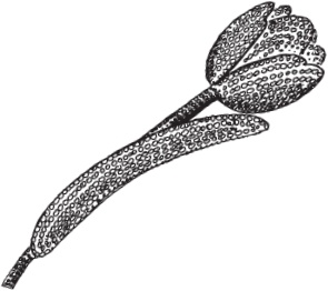 Цветы и деревья из яичной скорлупы и бисера Цветы и деревья из яичной скорлупы и бисера