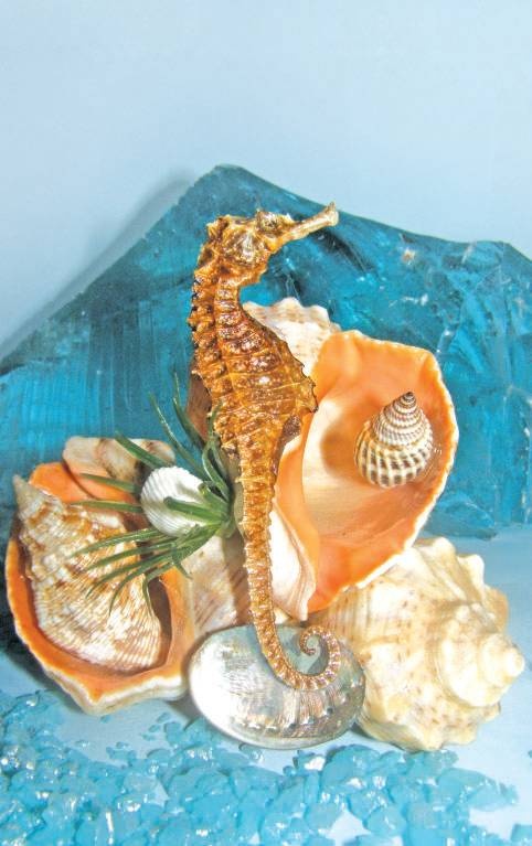 Поделки из морских камешков и ракушек Поделки из морских камешков и ракушек