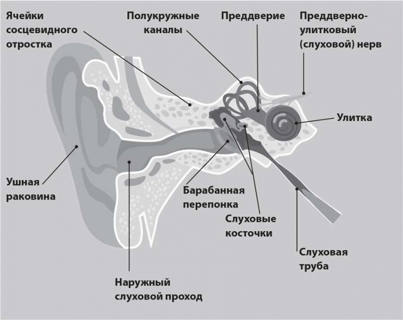 УХОГОРЛОНОС. Как правильно лечить самые частые болезни у детей и взрослых УХОГОРЛОНОС. Как правильно лечить самые частые болезни у детей и взрослых