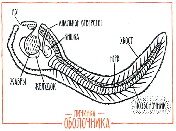 Загадка жизни и грязные носки Йоса Гротьеса из Дрила Загадка жизни и грязные носки Йоса Гротьеса из Дрила