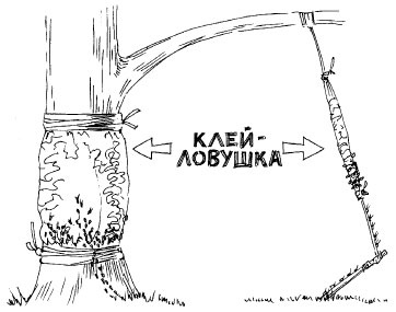 Как избавиться от вредителей и болезней, не навредив себе Как избавиться от вредителей и болезней, не навредив себе
