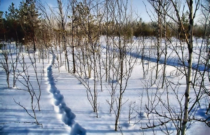 В глуши таёжной (сборник) В глуши таёжной (сборник)