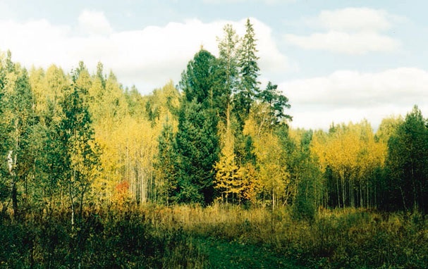 В глуши таёжной (сборник) В глуши таёжной (сборник)