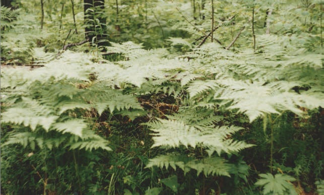 В глуши таёжной (сборник) В глуши таёжной (сборник)