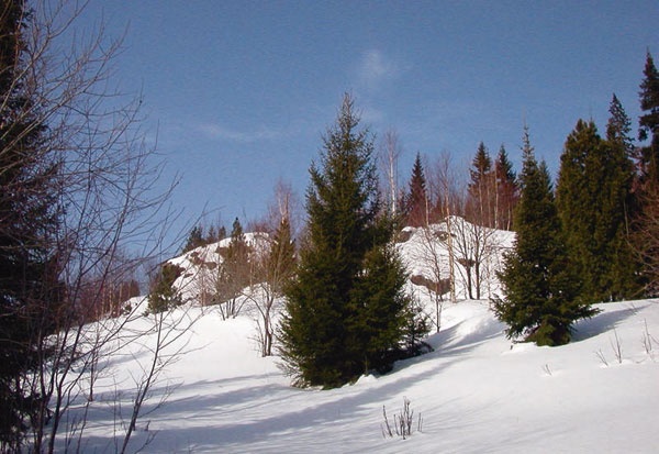 В глуши таёжной (сборник) В глуши таёжной (сборник)