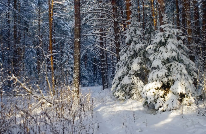 В глуши таёжной (сборник) В глуши таёжной (сборник)