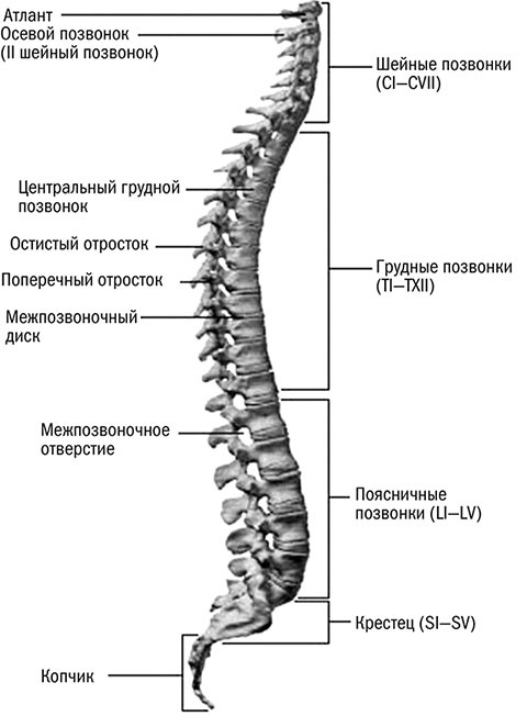 Здоровый позвоночник Здоровый позвоночник